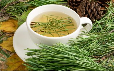 Thé vert vitamine C : le duo bien-être qui transforme vos routines