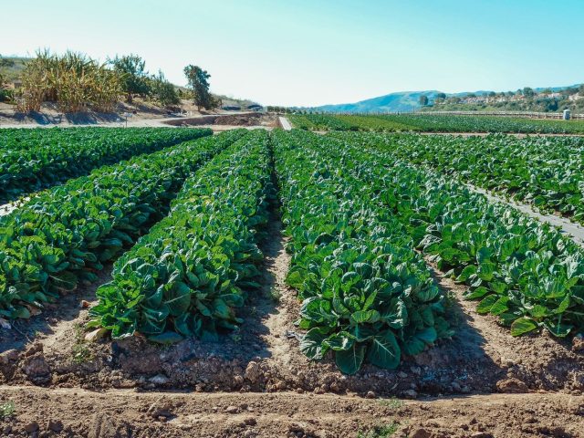 Quels légumes éviter pour réduire les pesticides ? Voici nos conseils